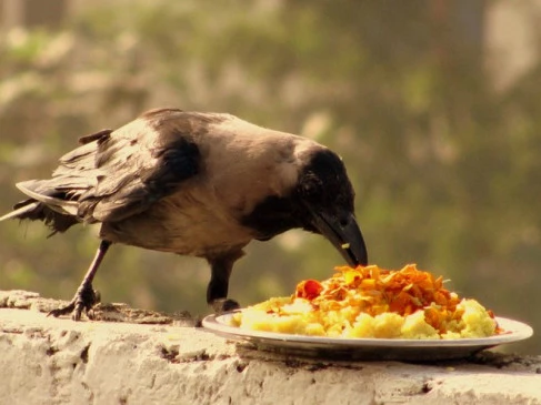 Crow Importance during pitru paksh